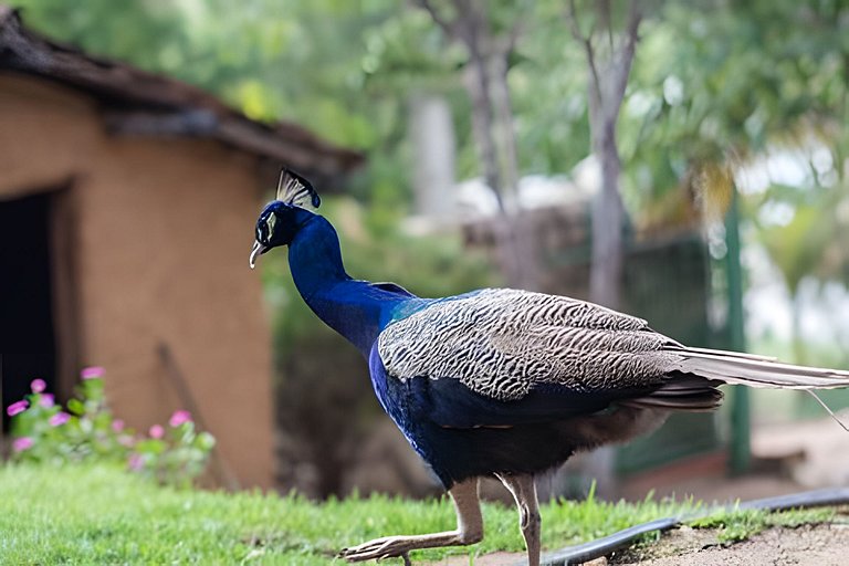 4let Colina Flamboyant Family (T8405PCF)